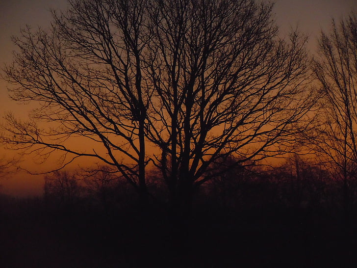 Sunrise, strom, Orange
