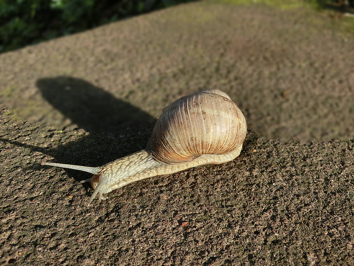 shell, snail, animal, nature, macro, snail shell, ground
