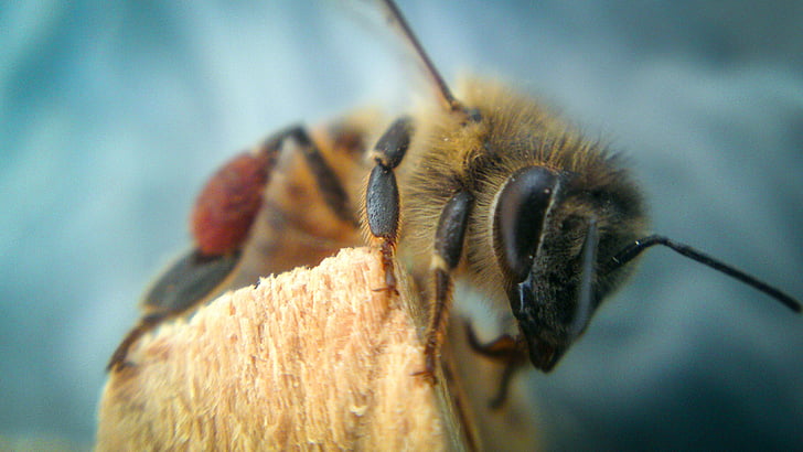 včela, zvíře, Fly