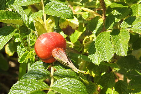 rose, potato rose, fruit, red, bush, summer, leaf
