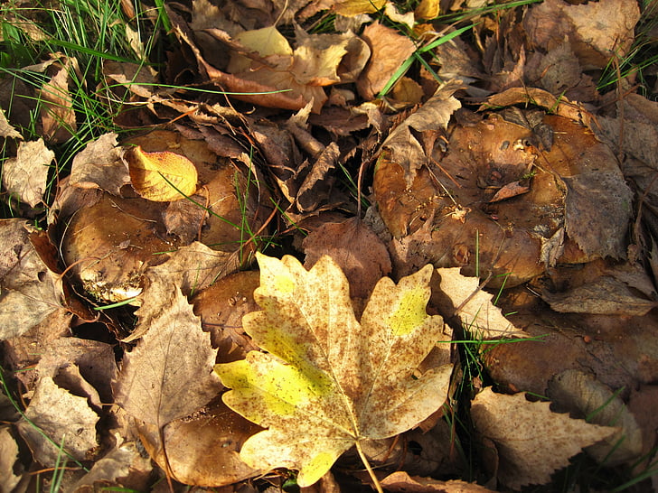 Nuoga kremplinge, rudenį lapija, paslėptas, ruda-geltona, lapai, lapai ir grybais, meškutė involutus
