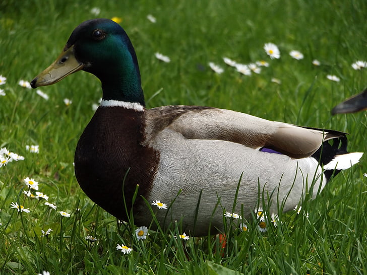 duck, grass, flower, green, mallard, animals, nature