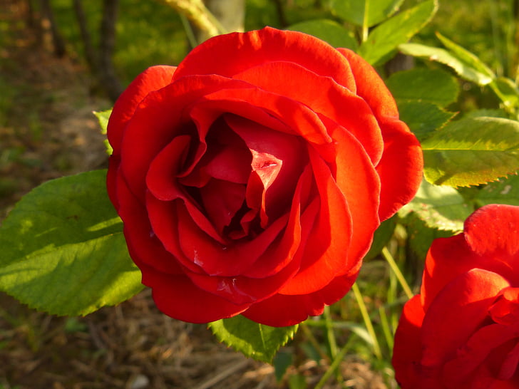 květ, květ, Bloom, červená, Příroda, závod
