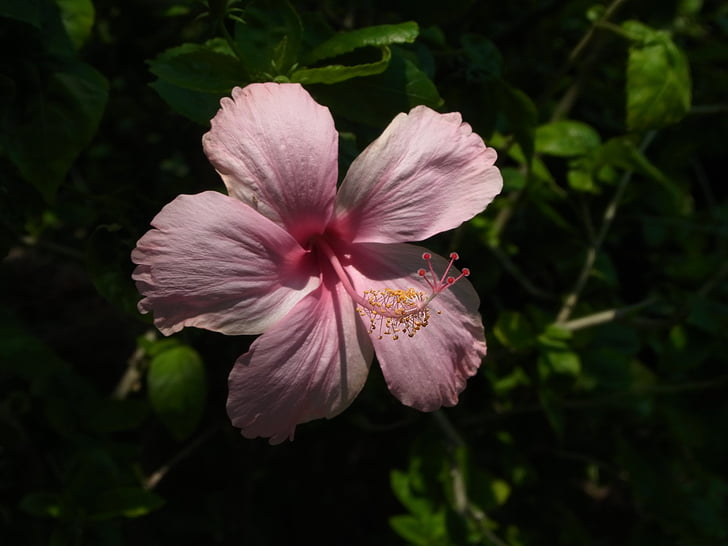 Hibiscus, roz, Thailanda, natura, plante, petale, floare