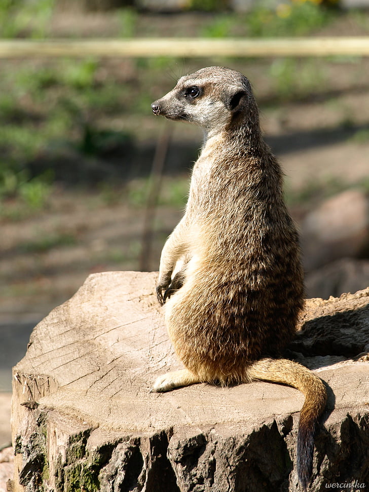 meerkat, surykatka, động vật, động vật có vú, phần còn lại, vật nuôi, nghỉ ngơi