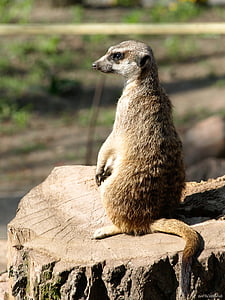 the meerkat, surykatka, animal, mammal, rest, pet, resting