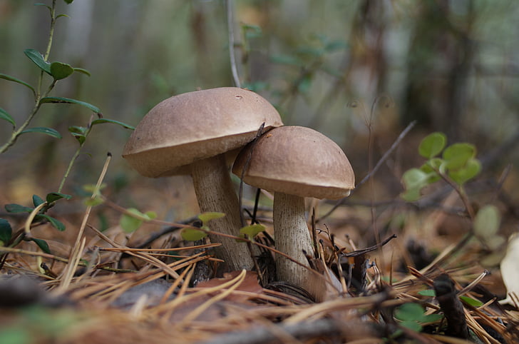 mushroom, forest, nature, autumn, season, food, vegetarian