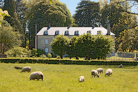 ngôi nhà, nhà ở, con cừu, Pre, màu xanh lá cây khu vực, Sân vườn