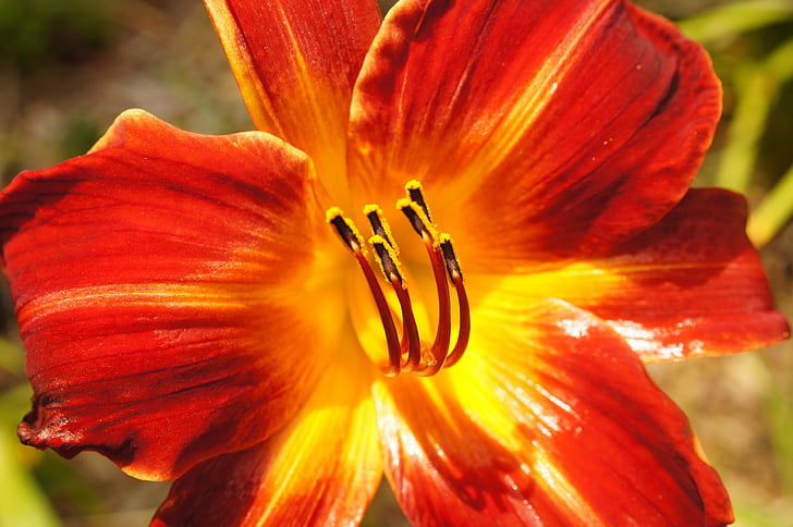 Lily, màu da cam, Hoa, Thiên nhiên, Blossom, Hoa, màu vàng