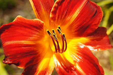 Lily, Orange, kvet, Príroda, kvet, Kvetinová, žltá