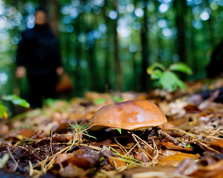 cogumelos, floresta, Outono, Alemanha, Baixa Saxônia, natureza