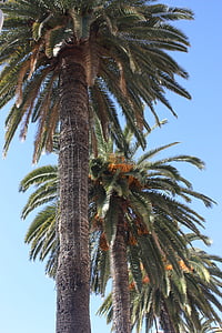 palmy, drzewo, pozostawia, Plaża