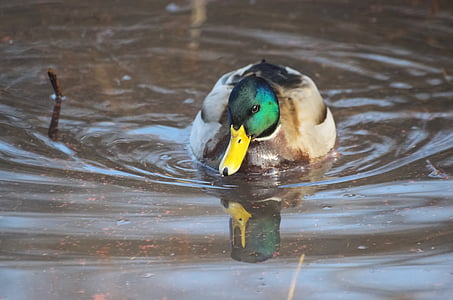 duck, mallard, drake, male, anas platyrhynchos, water bird, males