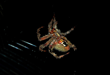αράχνη, Orb Υφαντής, ιστό της αράχνης, αραχνοειδές έντομο