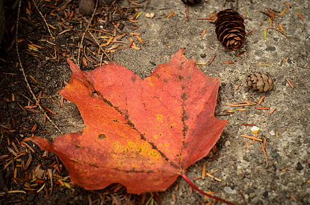 blad, efterår, pinecone, falder, natur, rød, gul