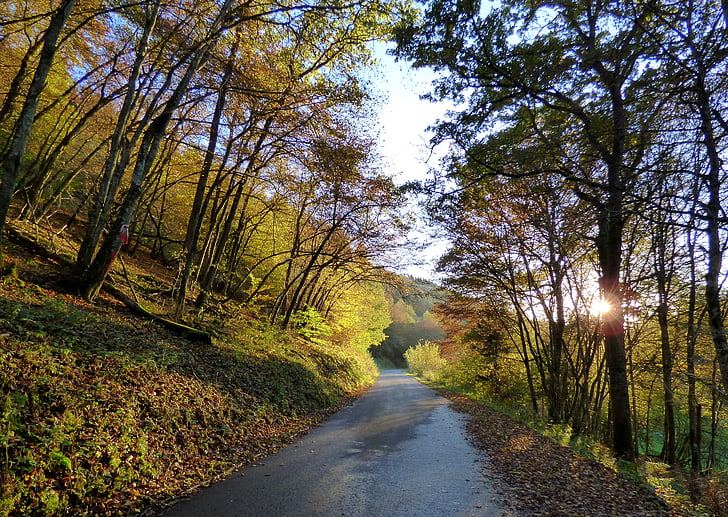 skogen, hösten, belysning, naturen
