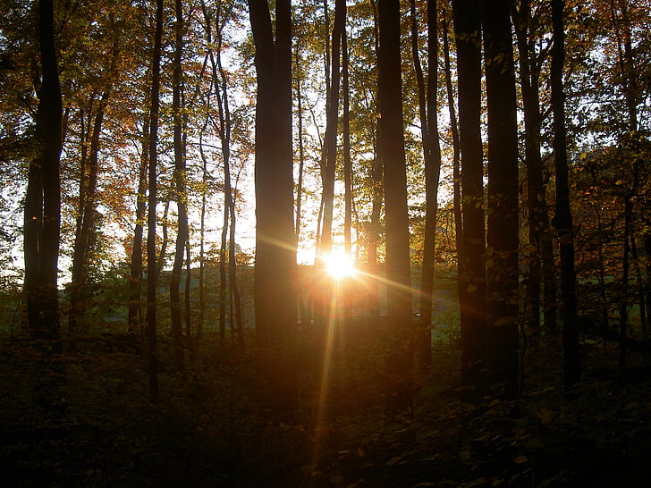 Les, Západ slunce, soumrak, Příroda, strom, Sunbeam, venku