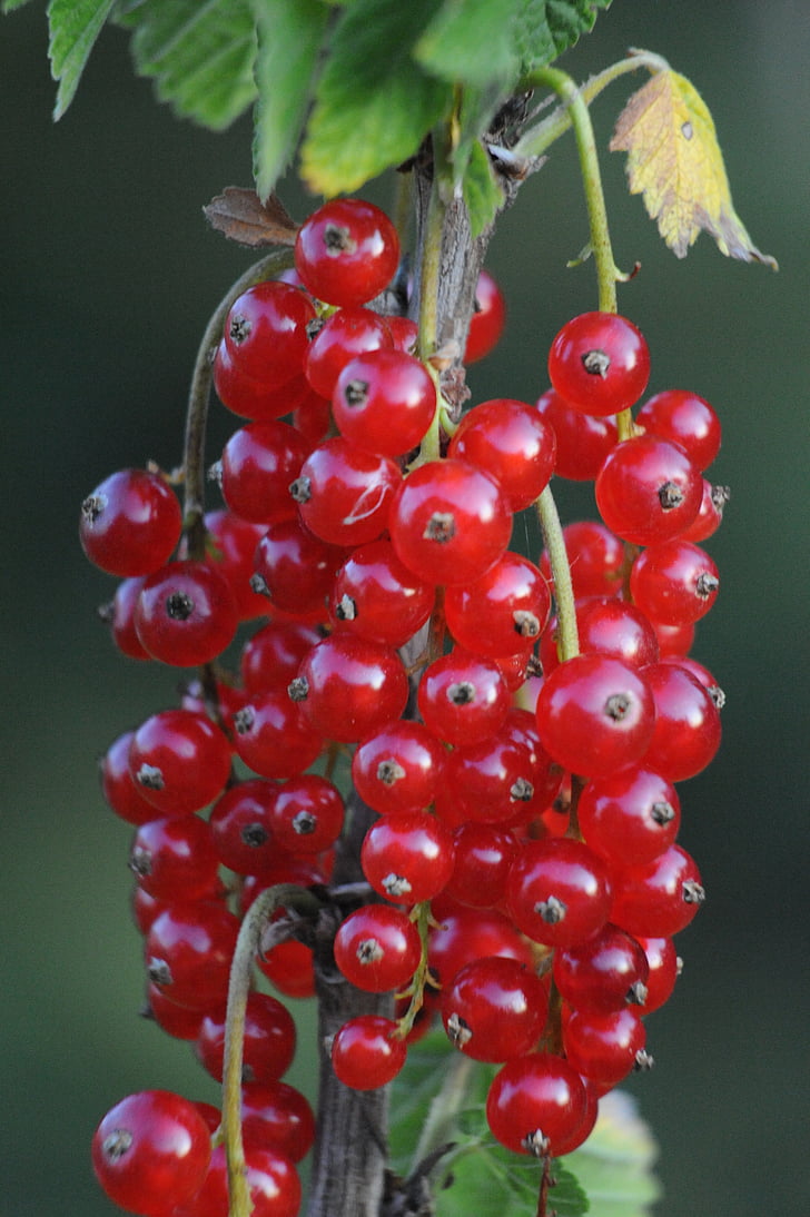 currant, fruits, fruit, berries, red currant