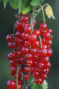 Johannisbeere, Früchte, Obst, Beeren, Rote Johannisbeere