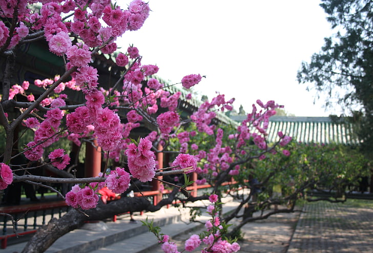 Čína, květ, Peking, jaro, květ, růžová, Bloom