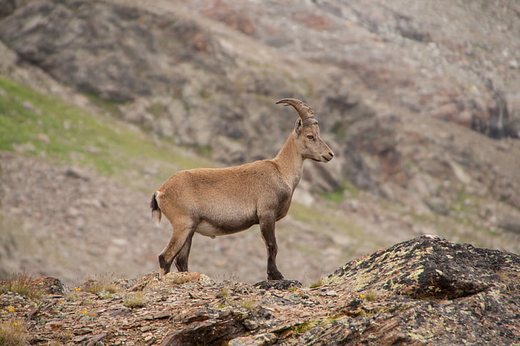 taş geiss, Alp, vahşi hayvan, yaban hayatı fotoğraf, hayvan çekim, taş keçi, bir hayvan