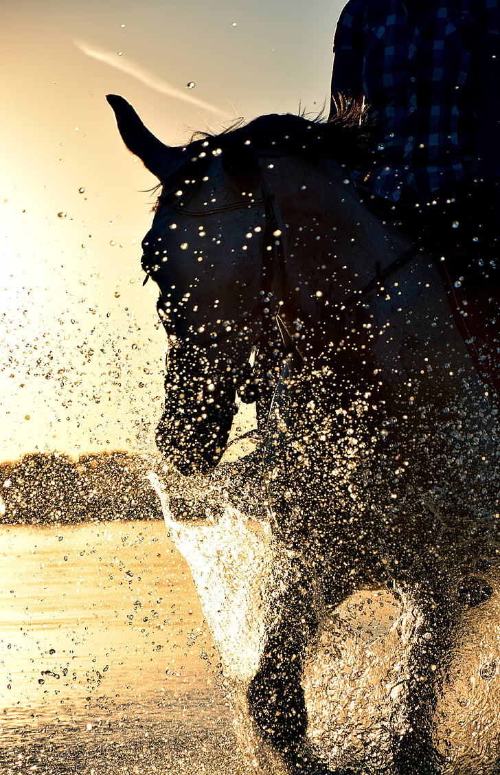 Ride, eau, cheval, mer, coucher de soleil, soirée, goutte à goutte