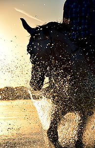 ride, water, horse, sea, sunset, evening, drip