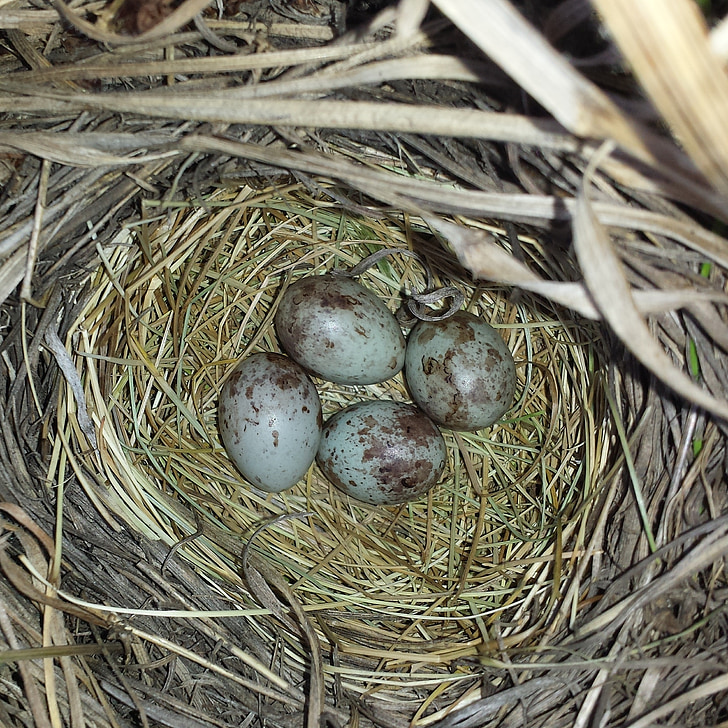 яйца, гнездо, птица, маленькое яйцо, трава птица, мило, Природа
