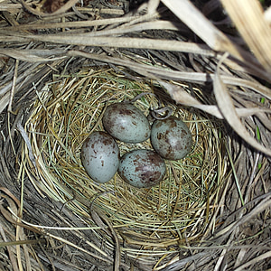 яйца, гнездо, птица, малки яйце, трева птица, Сладък, природата