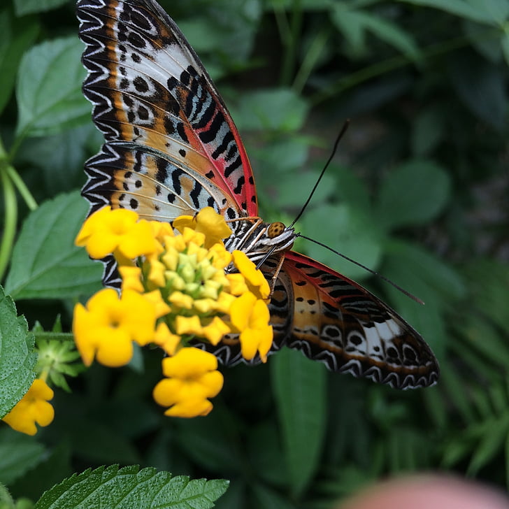 бабочка, цветок, Природа, животное, насекомое, Бабочка - насекомых, животных крыло