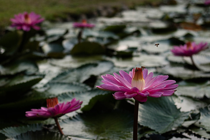 planta, flor, naturaleza, lirio de agua, estanque, Lotus nenúfar, flor