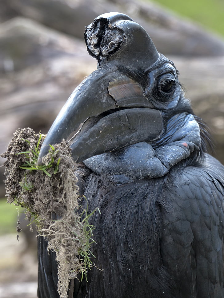 hornbill de tierra Abisinio, pájaro, Bucorvus abyssinicus, negro, con plumas, animal, criatura