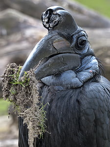 abyssinian ground hornbill, bird, bucorvus abyssinicus, black, feathered, animal, creature