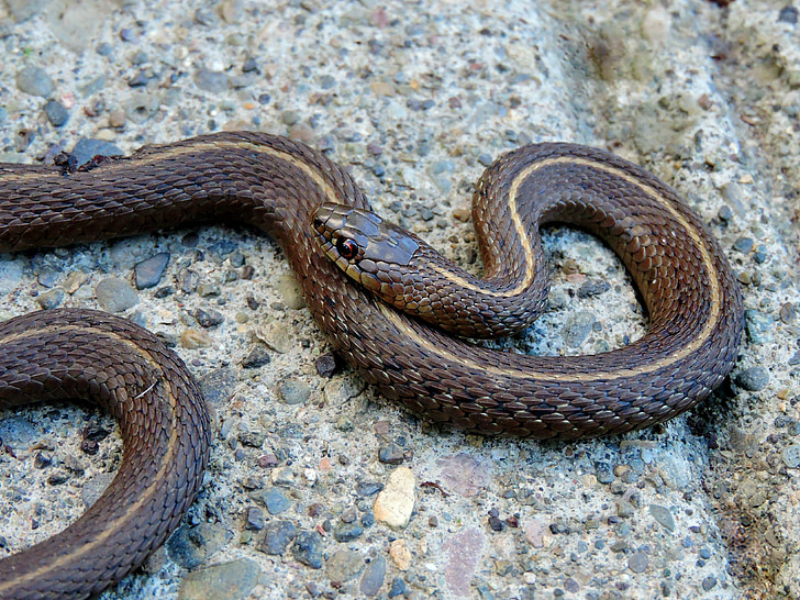 serpiente de Jarretera, serpiente, reptil, Liga