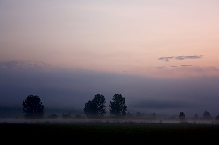 tři, stromy, Dawn, mraky, mrak, krajina, mlha