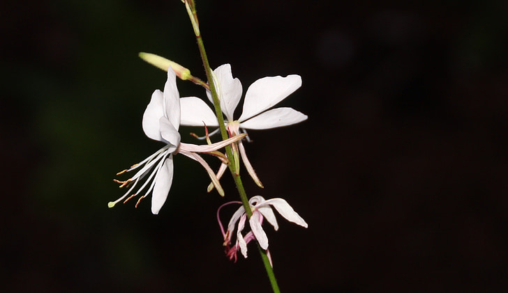 white flower, blossom, bloom, flowering stems, honeysuckle