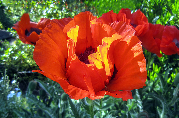 Poppy, bunga opium, poppy merah, klatschmohn, alam, matahari pagi, Tutup
