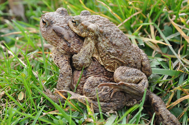 a toad, common toad, the frog, amphibian, animal, the creation of, mating