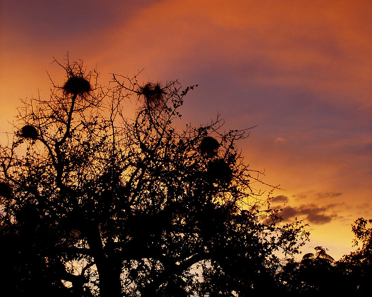 sky, nests, tree, twilight