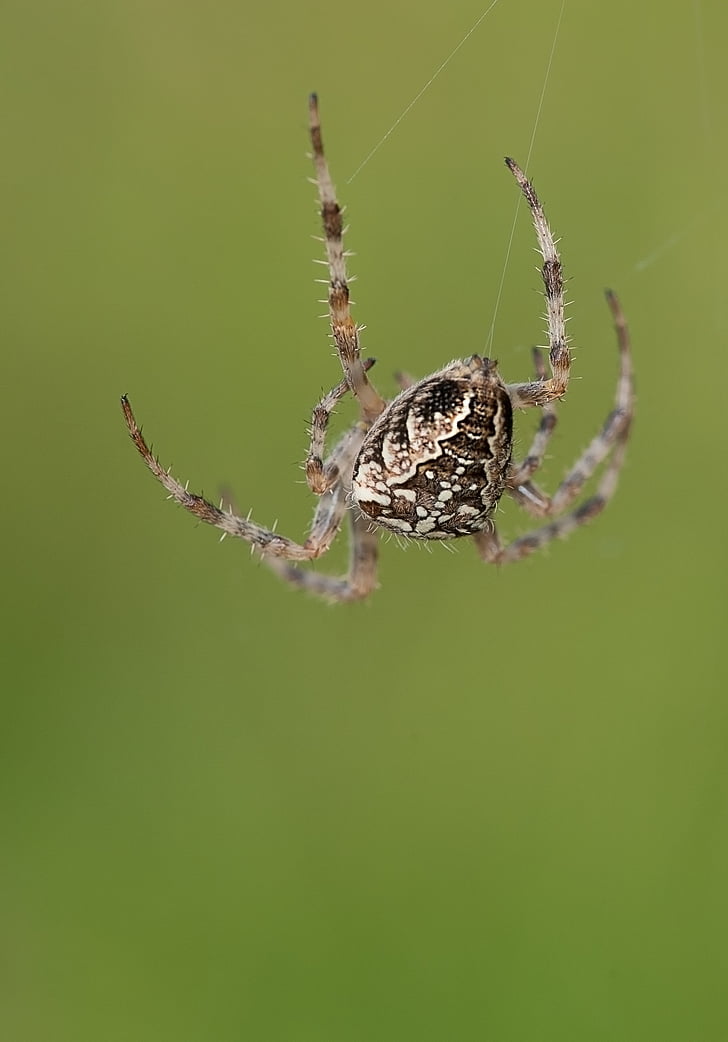 edderkop, spindelvæv, netværk, natur, Luk, dyr, Spider makro