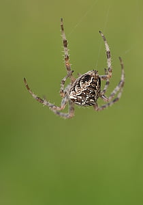 Aranha, teia de aranha, rede, natureza, fechar, animal, macro de aranha