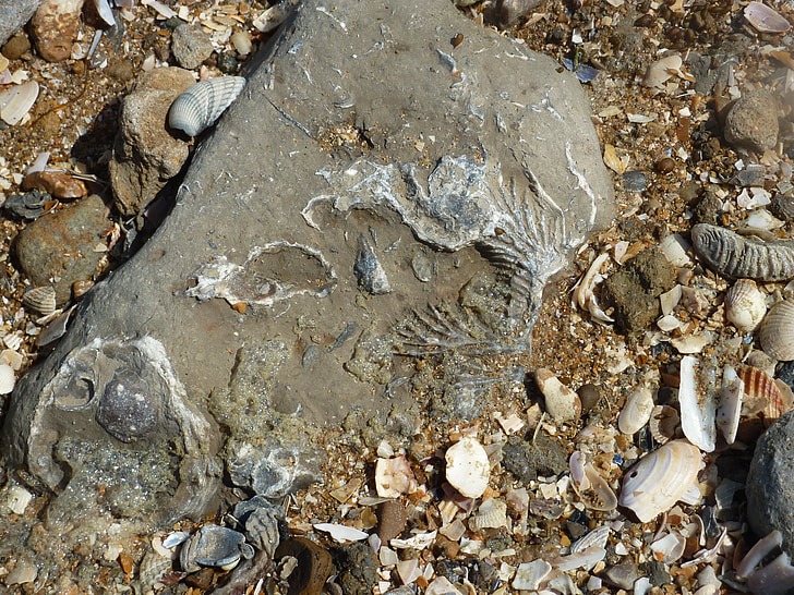fossiles, plage, géologie