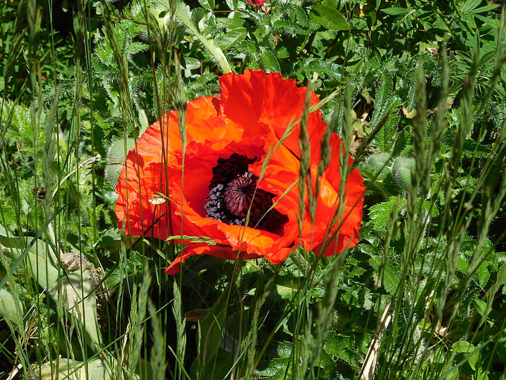 květ, Bloom, červený mák, vlčí mák