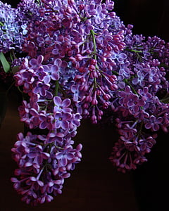 lila, flor, púrpura, flor, flora, floración, ramo de la