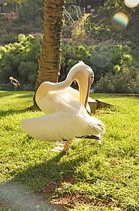 pelican, bird, nature, feathers, white, beak, animal