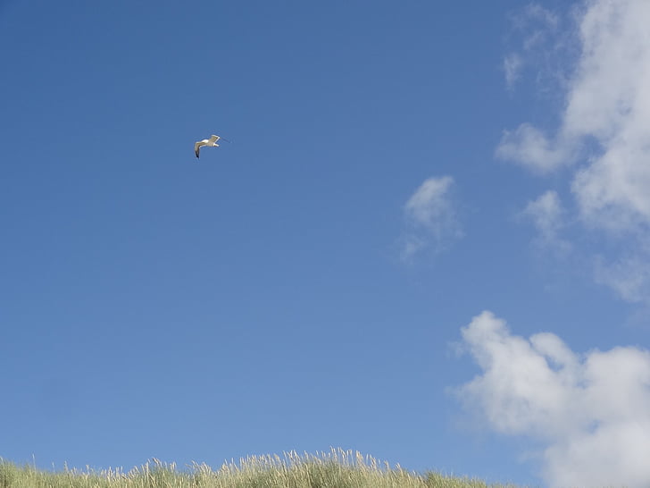 Seagull, cielo, azul, hierba de mar, naturaleza, vuelo, verano
