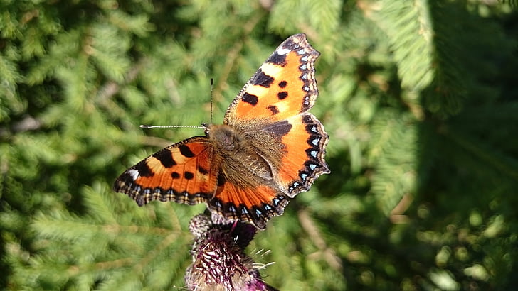 farfalla, piccolo guscio di testuggine, arancio, un animale, farfalla - insetto, animali-i temi, animali allo stato brado