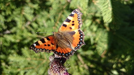 蝶, 小さなべっ甲, オレンジ, 1 つの動物, 蝶 - 昆虫, 動物関連, 野生の動物