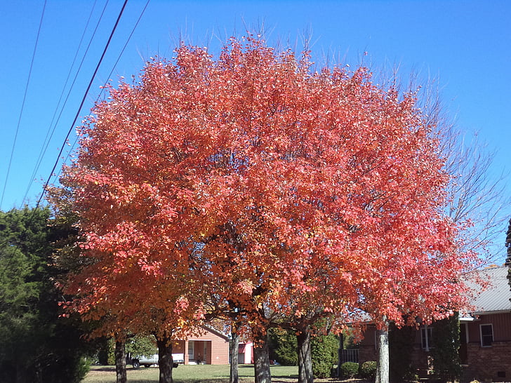 Осінь, падіння, кольори, Природа, лист, сезон, дерево