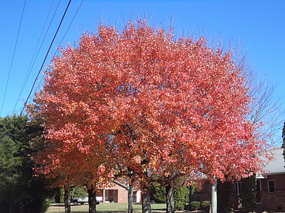 jeseni, padec, barve, narave, listov, sezona, drevo